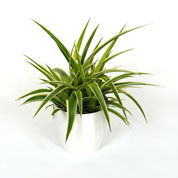 Spider plant  + White Cachepot